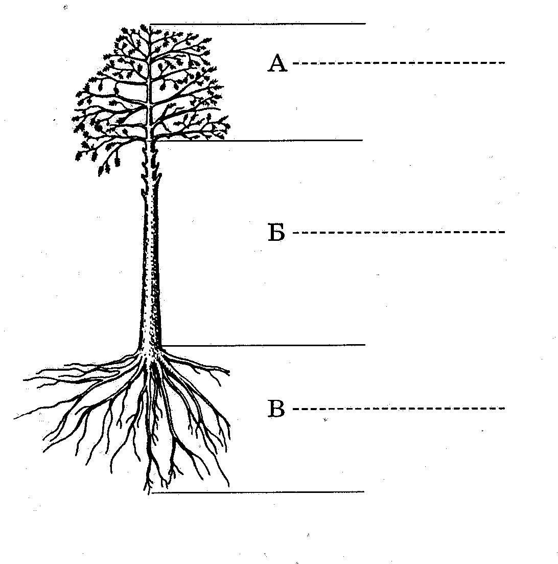 Название частей дерева