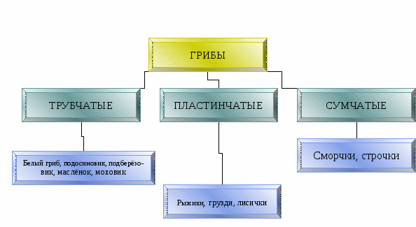 На какие группы делятся грибы по строению. На какие группы делятся грибы по строению