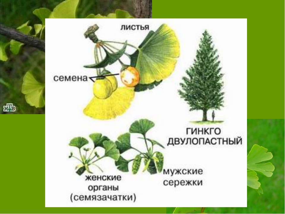 Гинкго двулопастный. Гингко двулопастое голосеменное. Гинкго голосеменное растение. Голосеменные гинкго. Голосеменные гинкго.