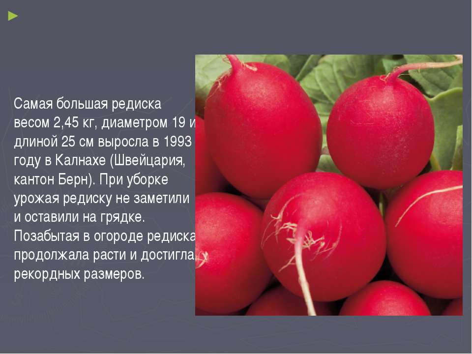 Редис сообщение. Самая большая редиска. сообщение о редиске. редиска презентация. редис презентация для детей.