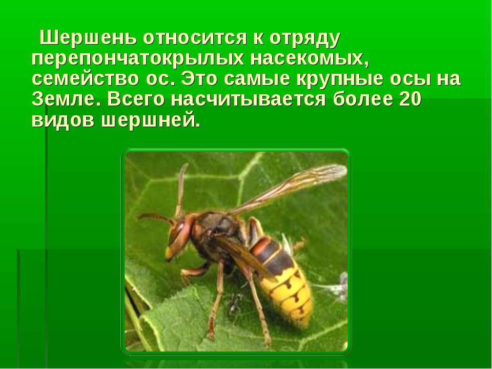 Защита от насекомых обж. Насекомые с описанием. Жалящие насекомые для дошкольников. Опасные насекомые для человека.